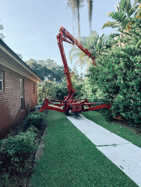 Tree Maintenance Services In St Johns Fl Tree Work By Mitch Drake