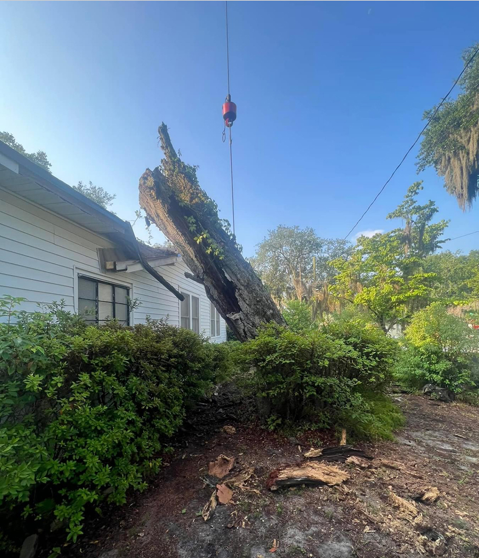 Tree being lifted by a crane