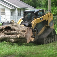 Blown Over Stump Removal